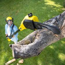 Best Tree Removal  in Bloomfield Hills, MI